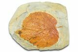 Paleocene Fossil Leaf (Davidia) - Montana #377914-1